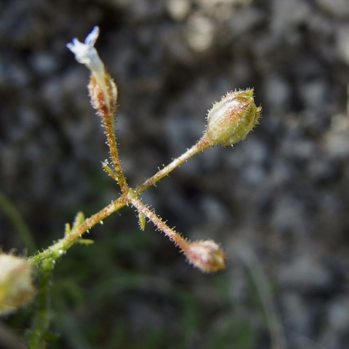 Image of Gilia stellata by (c) Sue Carnahan, some rights reserved (CC BY)