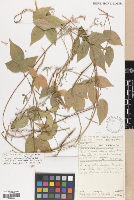 Vigna heterophylla
