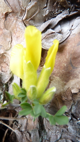 Image of Chamaecytisus ratisbonensis by (c) Michael Andresek, some rights reserved (CC BY)