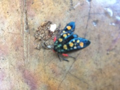 Arniocera auriguttata