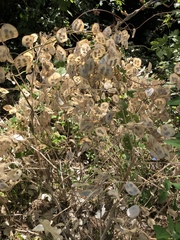 Lunaria annua