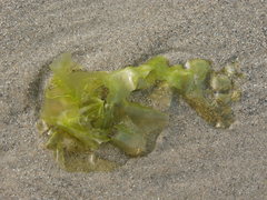 Ulvaceae