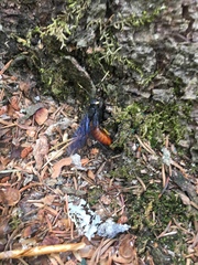 Urocerus cressoni