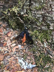 Urocerus cressoni