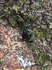 Urocerus cressoni