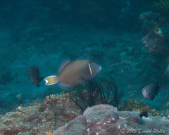 Sufflamen chrysopterum