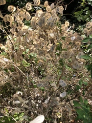 Lunaria annua