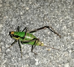 Eupholidoptera chabrieri