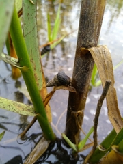 Cerithideopsis californica