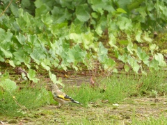 Carduelis carduelis