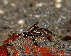 Allogalathea elegans