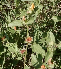 Malvastrum aurantiacum