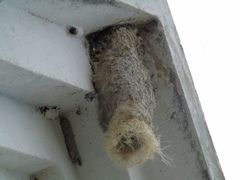 Panyptila cayennensis