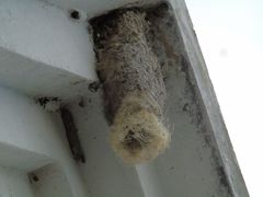 Panyptila cayennensis