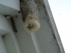 Panyptila cayennensis