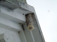 Panyptila cayennensis