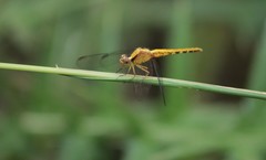 Erythrodiplax melanorubra