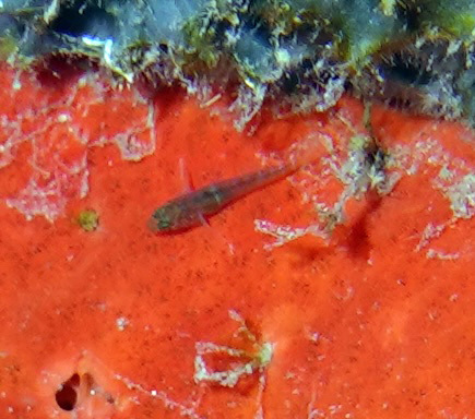 Dwarf goby (Lythrypnus elasson) — Gobiidae — 5