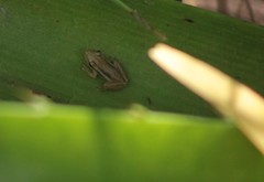 Scinax squalirostris