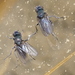 Alkali Fly - Photo (c) sea-kangaroo, some rights reserved (CC BY-NC-ND), uploaded by sea-kangaroo