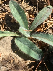 Pilosella horrida