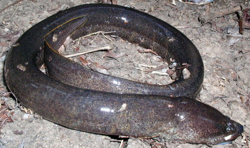 Obscure Swamp Eel