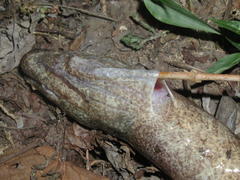 Ophisternon aenigmaticum