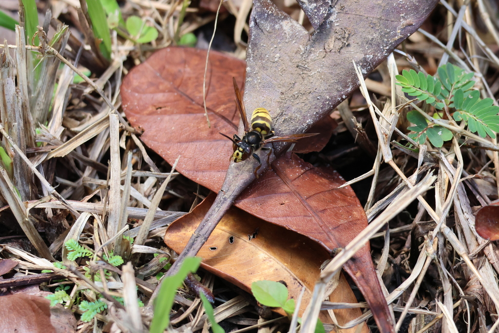 Vespa bellicosa