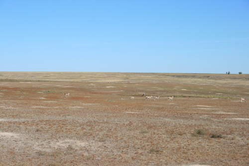 Black-tailed Prairie Dog photographed in South Dakota