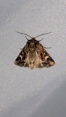 Celaena haworthii