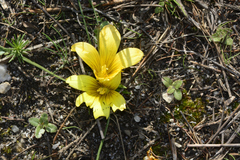 Romulea triflora