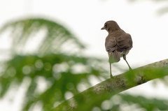Turdus hauxwelli