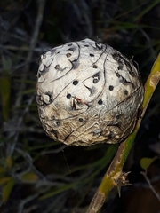 Asparagobius braunsi