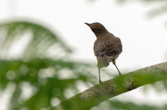 Turdus hauxwelli