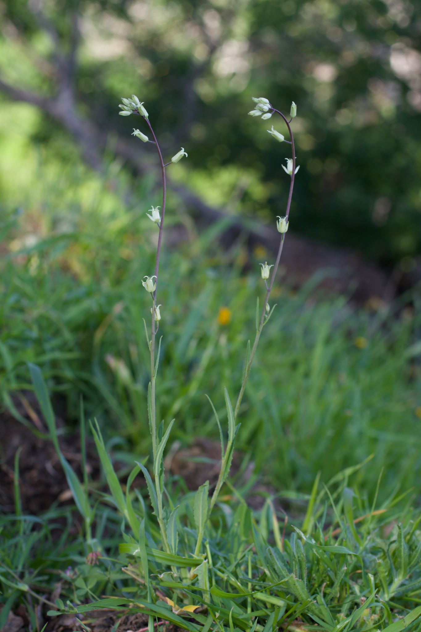 Image of Caulanthus flavescens by (c) Arvel Hernandez, some rights reserved (CC BY)