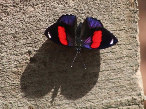 Catagramma hystaspes