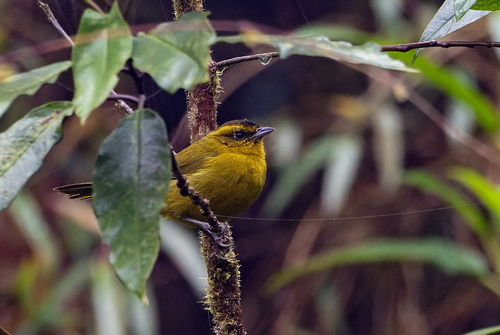 Parodi's Hemispingus (Kleinothraupis parodii)