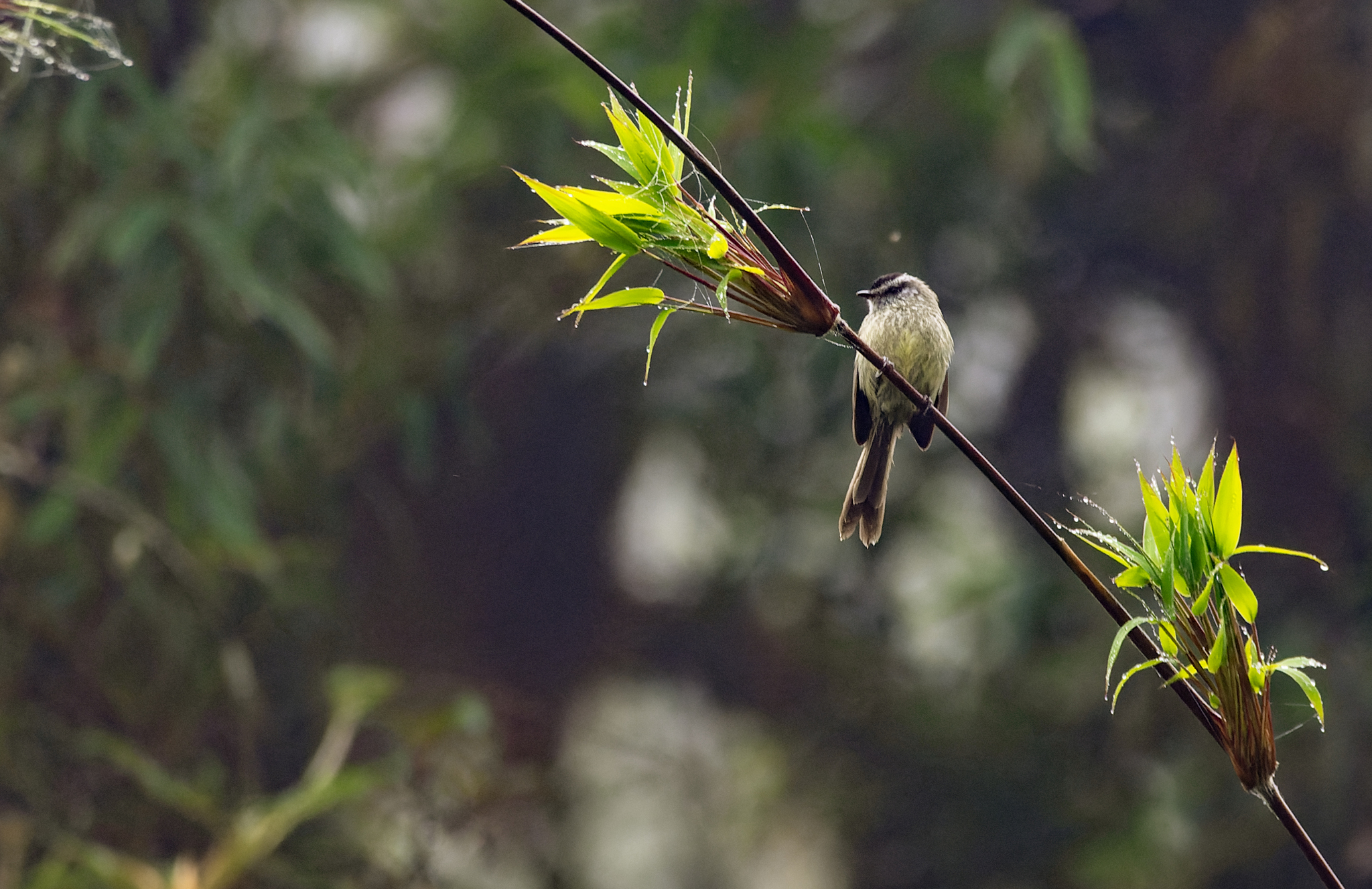 Unstreaked Tit-Tyrant illustration