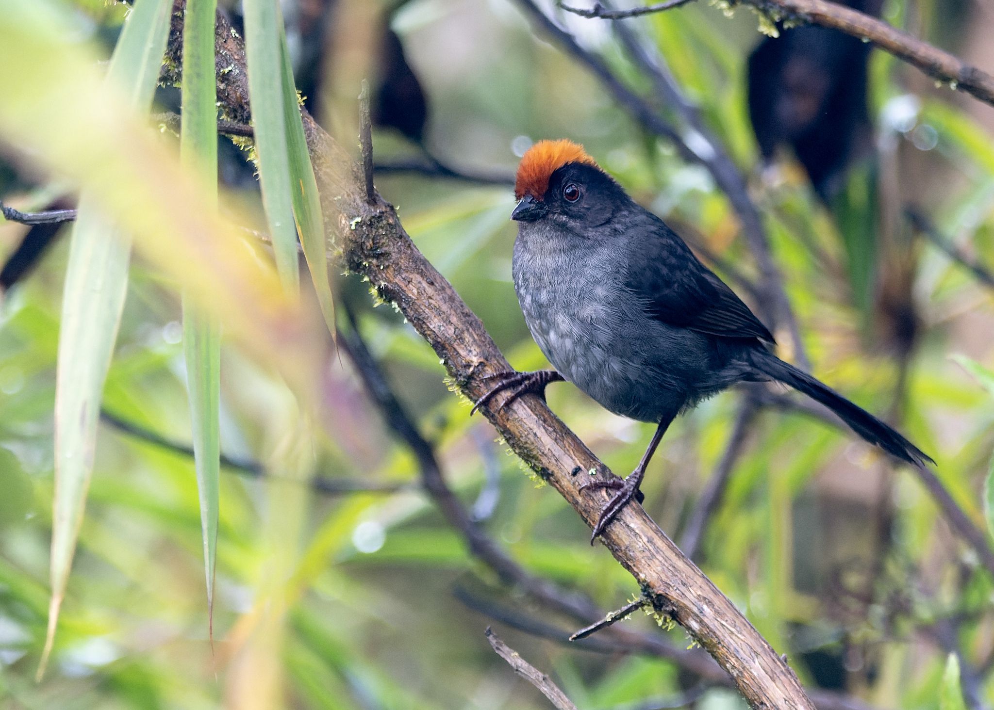 Cuzco Brushfinch (Atlapetes canigenis), photo 6