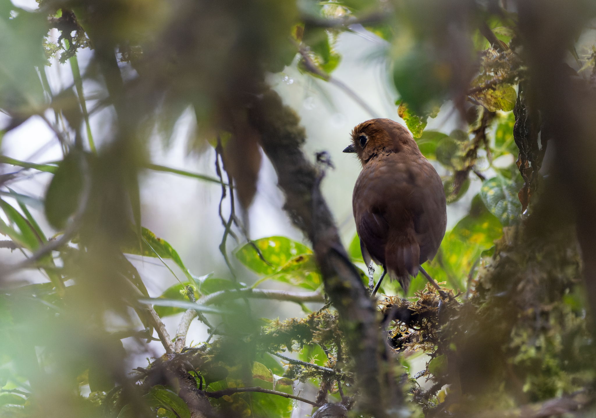 Muisca Antpitta (Grallaria rufula), photo 3