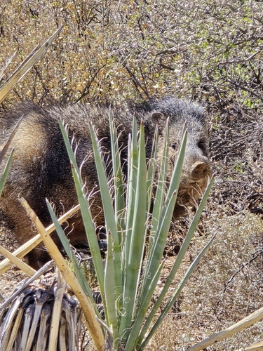 Collared Peccary photographed in Delaware