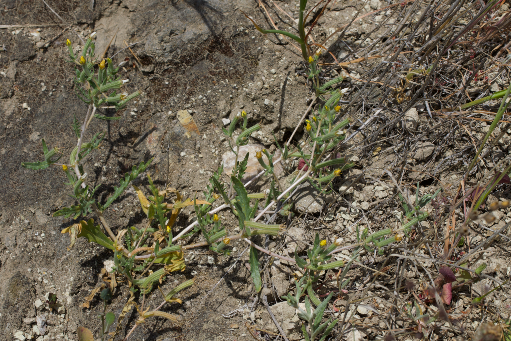 Image of Mentzelia affinis by (c) Arvel Hernandez, some rights reserved (CC BY)