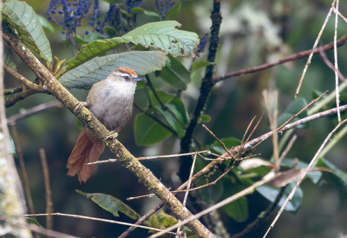Marcapata Spinetail (Cranioleuca marcapatae), photo 2