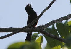 Sporophila angolensis