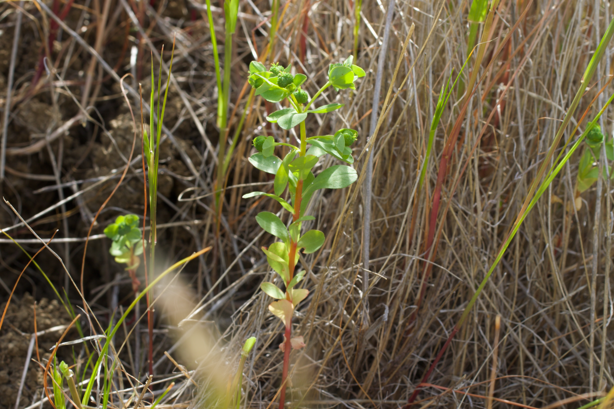 Image of Euphorbia spathulata by (c) Arvel Hernandez, some rights reserved (CC BY)