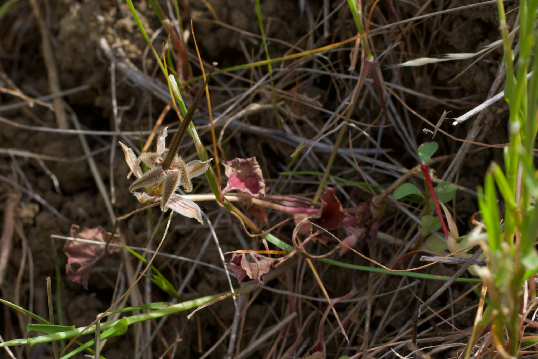 Image of California macrophylla by (c) Arvel Hernandez, some rights reserved (CC BY)