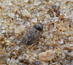 Heterocerus fenestratus