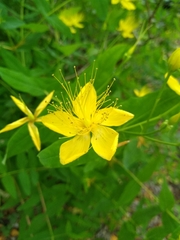 Hypericum grandifolium