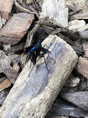 Pristaulacus fasciatus