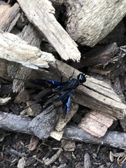 Pristaulacus fasciatus